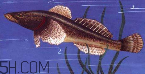 松江鱸魚多少錢一斤？松江鱸魚的松江在哪里