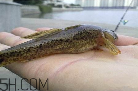 松江鱸魚能長多大？塘鱧魚和松江鱸魚有什么區(qū)別