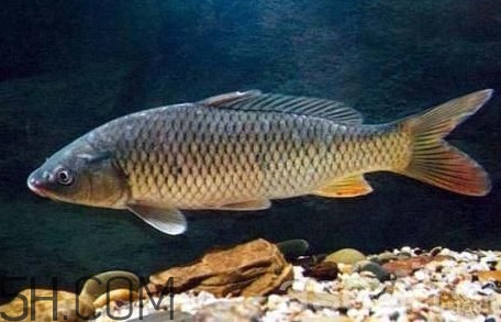 黃河鯉魚主要吃什么？黃河鯉魚和普通鯉魚的區(qū)別
