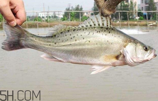 鱸魚有什么功效？鱸魚怎么養(yǎng)才不愛死