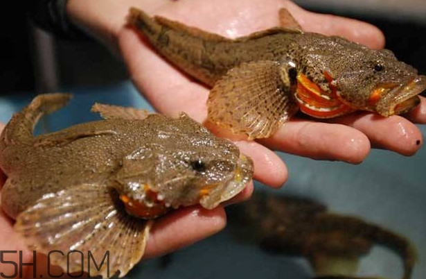 松江鱸魚多少錢一斤？松江鱸魚的松江在哪里