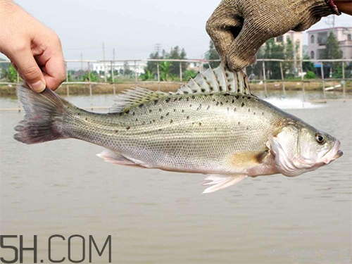 鱸魚蒸幾分鐘最好？河鱸魚和海鱸魚的區(qū)別