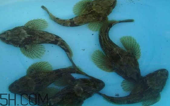松江鱸魚怎么做？松江鱸魚養(yǎng)殖技術(shù)