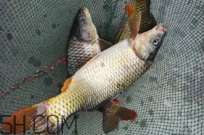 黃河鯉魚主要吃什么？黃河鯉魚和普通鯉魚的區(qū)別