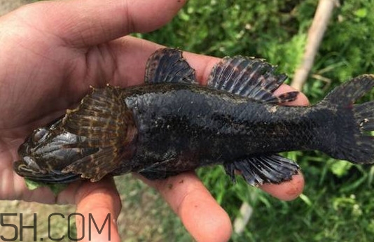 松江鱸魚能長多大？塘鱧魚和松江鱸魚有什么區(qū)別