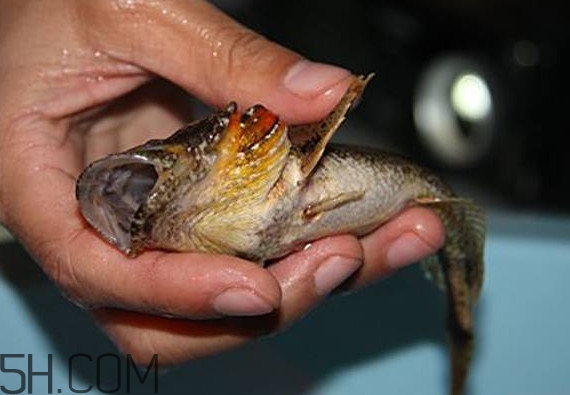 松江鱸魚產(chǎn)地在松江嗎？松江鱸魚是保護(hù)動(dòng)物嗎