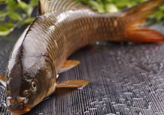 野生黃河鯉魚(yú)多少錢一斤？黃河鯉魚(yú)有幾根須