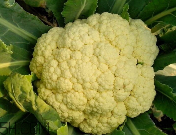 青花菜和花椰菜有什么不同？花椰菜變黃還能吃嗎
