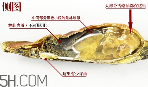 林蛙哪些部位不能吃？林蛙有什么營(yíng)養(yǎng)