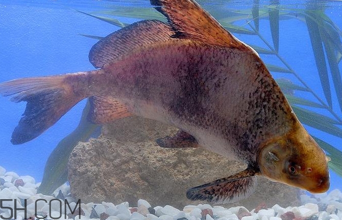 胭脂魚是什么魚？胭脂魚是保護(hù)動(dòng)物嗎
