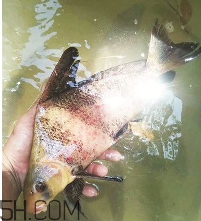 胭脂魚可以吃嗎？胭脂魚好養(yǎng)嗎