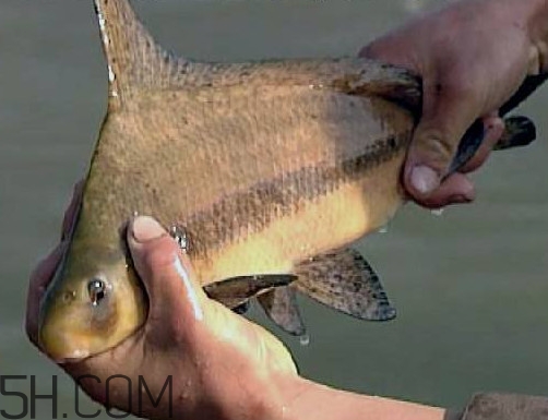 胭脂魚(yú)是冷水魚(yú)嗎？胭脂魚(yú)是熱帶魚(yú)嗎