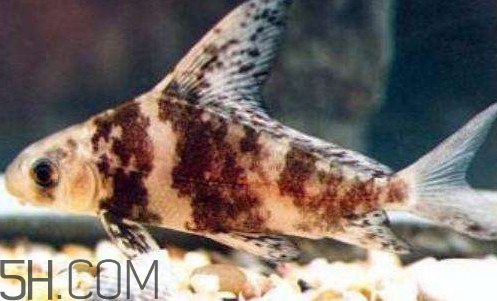 胭脂魚(yú)是冷水魚(yú)嗎？胭脂魚(yú)是熱帶魚(yú)嗎