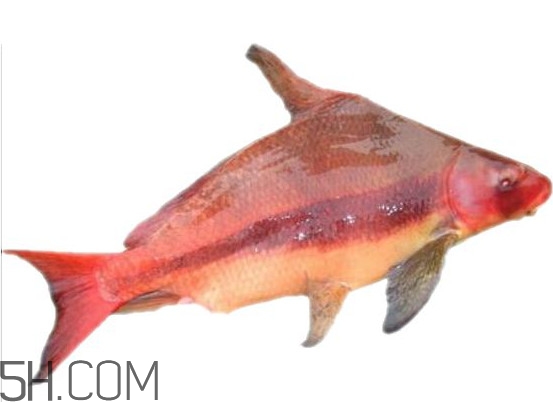胭脂魚是什么魚？胭脂魚是保護(hù)動(dòng)物嗎