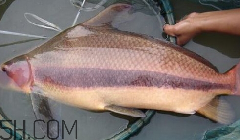 胭脂魚可以吃嗎？胭脂魚好養(yǎng)嗎