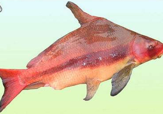 胭脂魚(yú)是什么魚(yú)？胭脂魚(yú)是保護(hù)動(dòng)物嗎