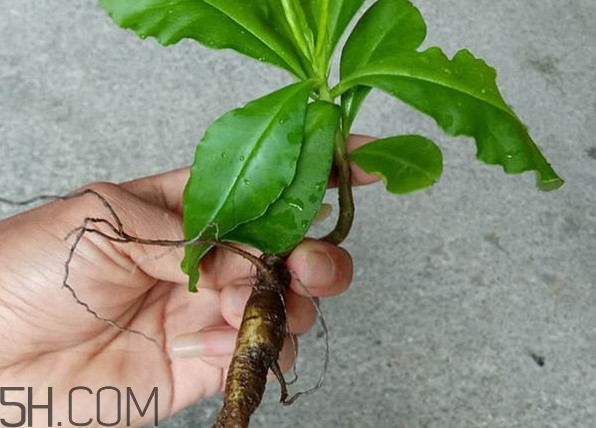土人參怎么吃？新鮮的土人參多少錢一斤