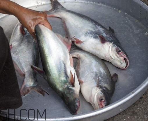 巴沙魚可以生吃嗎？巴沙魚的功效與作用