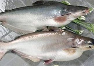 巴沙魚可以生吃嗎？巴沙魚的功效與作用