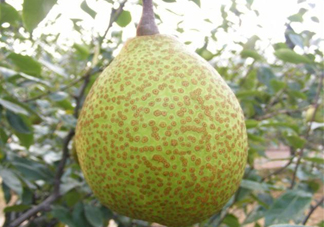 萊陽梨是哪里的？萊陽梨是什么梨