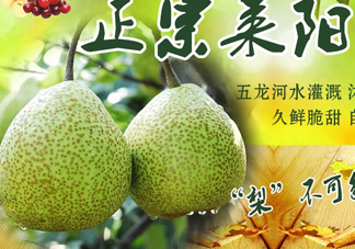 萊陽梨幾月份才會(huì)有？正宗萊陽梨哪里能買的到