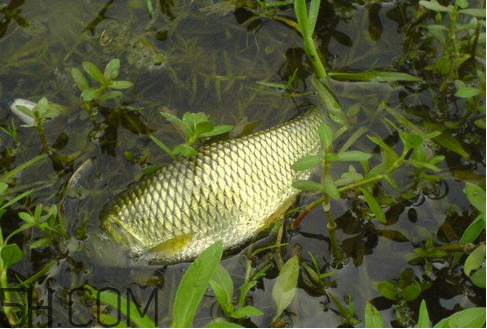 草魚(yú)死了多久不能吃 草魚(yú)死了還能吃嗎