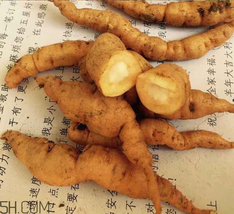 鮮地黃是什么？鮮地黃有什么功效？