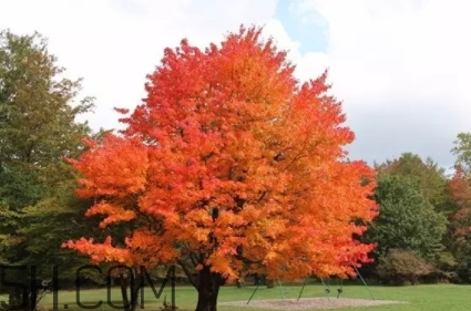 楓糖色口紅是什么顏色？楓糖色口紅試色