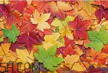 楓糖色口紅是什么顏色？楓糖色口紅試色