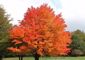 楓糖色口紅哪個(gè)牌子好？楓糖色口紅推薦