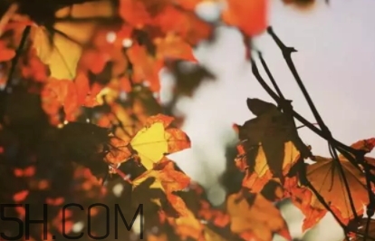 楓糖色口紅哪個牌子好？楓糖色口紅推薦