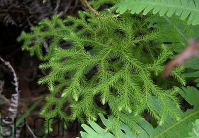 什么是伸筋草？伸筋草的功效與作用是什么？