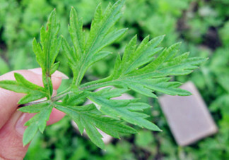 艾葉草洗澡有什么好處？怎么挑選艾葉草？