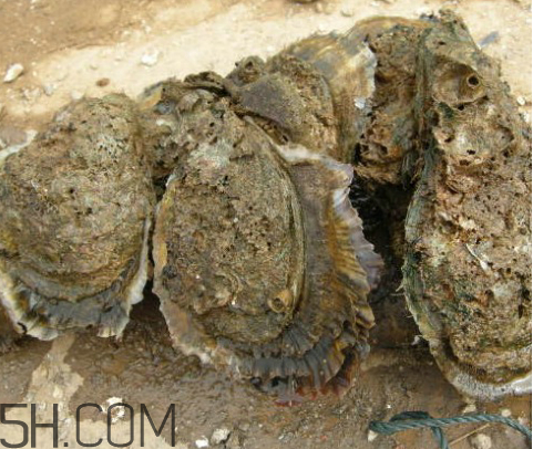 吃生蠔應(yīng)該注意哪些事項(xiàng)？生蠔與牡蠣的區(qū)別