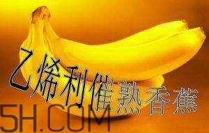 冬天可以吃葡萄嗎？冬天吃葡萄好不好？