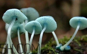 如何判斷生蠔烤熟沒(méi)有？生蠔可以和蘑菇一起吃嗎？