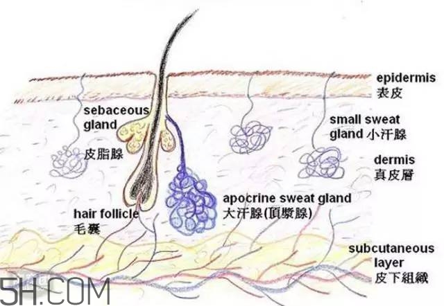 腿毛能刮嗎？腿毛能不能刮？
