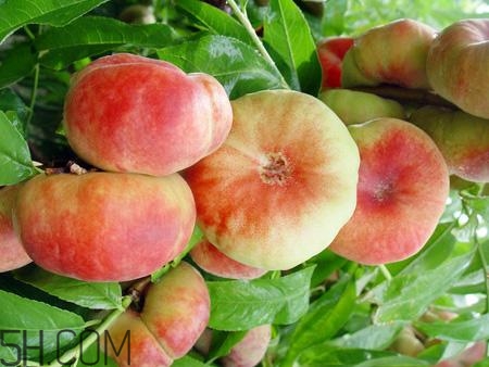 蟠桃的營(yíng)養(yǎng)價(jià)值有哪些？蟠桃的吃法有哪些？