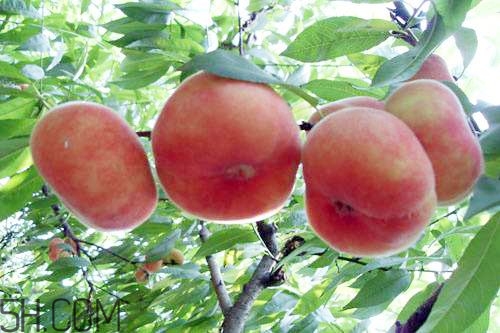 蟠桃的營(yíng)養(yǎng)價(jià)值有哪些？蟠桃的吃法有哪些？