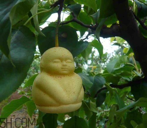 女人吃人參果有哪些好處？人參果的營養(yǎng)價值是什么？