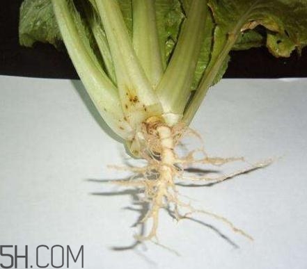 香菜根煮水怎么煮？香菜根煮水喝幾天見效？