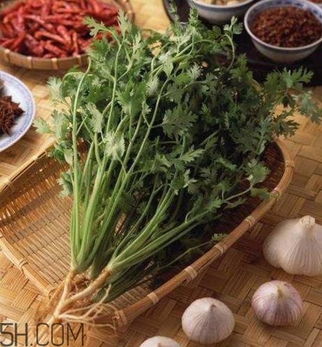 香菜根煮水能減肥嗎？香菜根煮水能天天喝嗎？