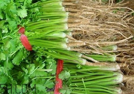 香菜根煮水能治濕疹嗎？香菜根煮水孕婦能喝嗎？