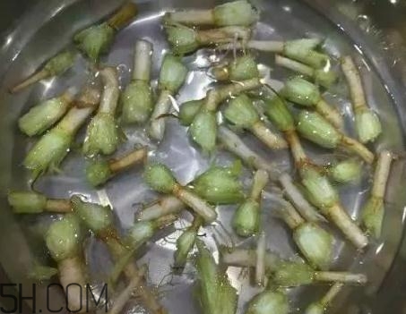 香菜根煮水能治濕疹嗎？香菜根煮水孕婦能喝嗎？