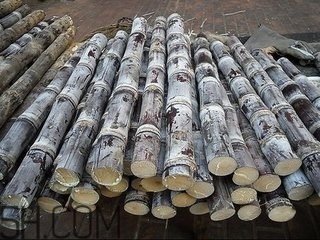 吃完甘蔗多久可以吃柿子？甘蔗和柿子一起吃了怎么辦？