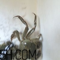 冬天可以吃大閘蟹嗎？冬天怎么吃大閘蟹？
