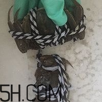 冬天可以吃大閘蟹嗎？冬天怎么吃大閘蟹？