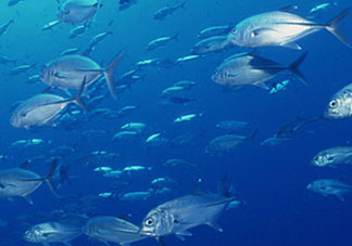 biopharma魚油功效 挪威biopharma魚油怎么吃？