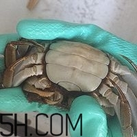冬天可以吃大閘蟹嗎？冬天怎么吃大閘蟹？