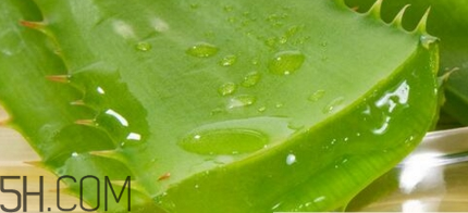 蘆薈膠可以敷一晚上嗎？蘆薈膠堵塞毛孔的錯誤用法